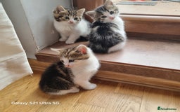 Mixed Breed cats for sale: 5 Cute Kittens For Sale!!! - Image 4