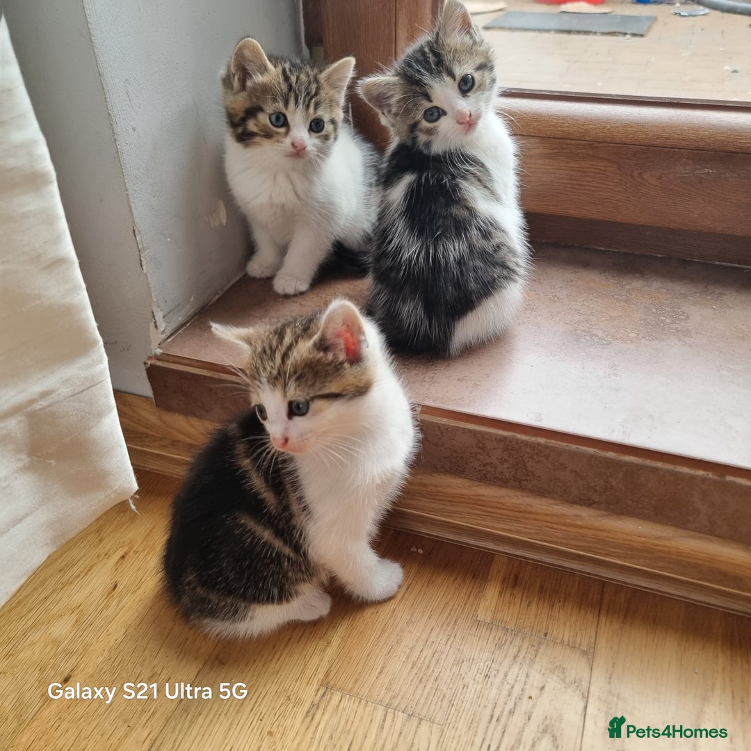 Mixed Breed cats for sale: 5 Cute Kittens For Sale!!! - Image 4