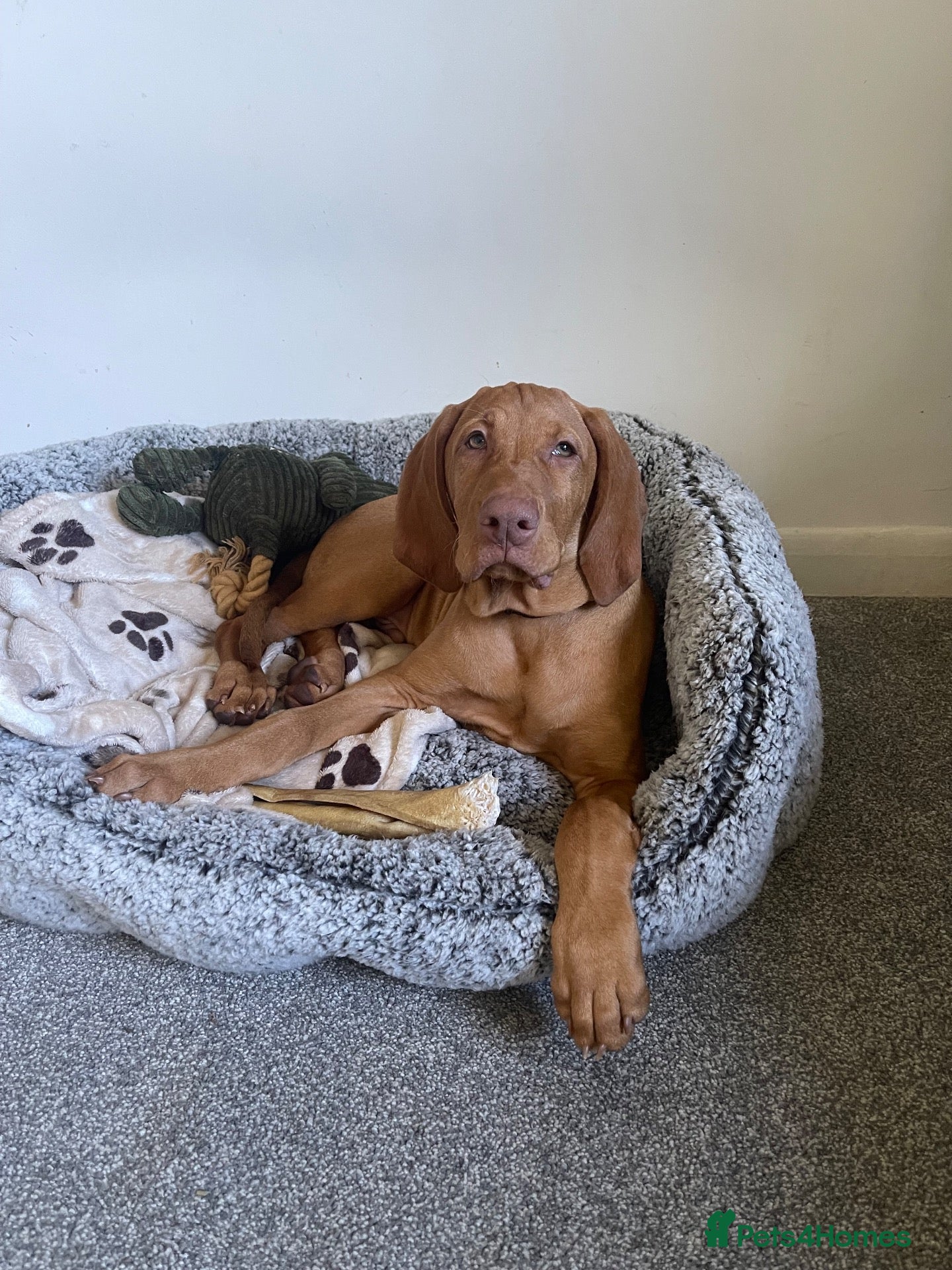 Hungarian Vizsla dogs Hungarian Vizsla Puppy 14 weeks old  - Advert 2
