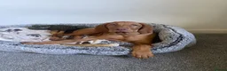 Hungarian Vizsla dogs for sale: Hungarian Vizsla Puppy 14 weeks old  - Advert 1