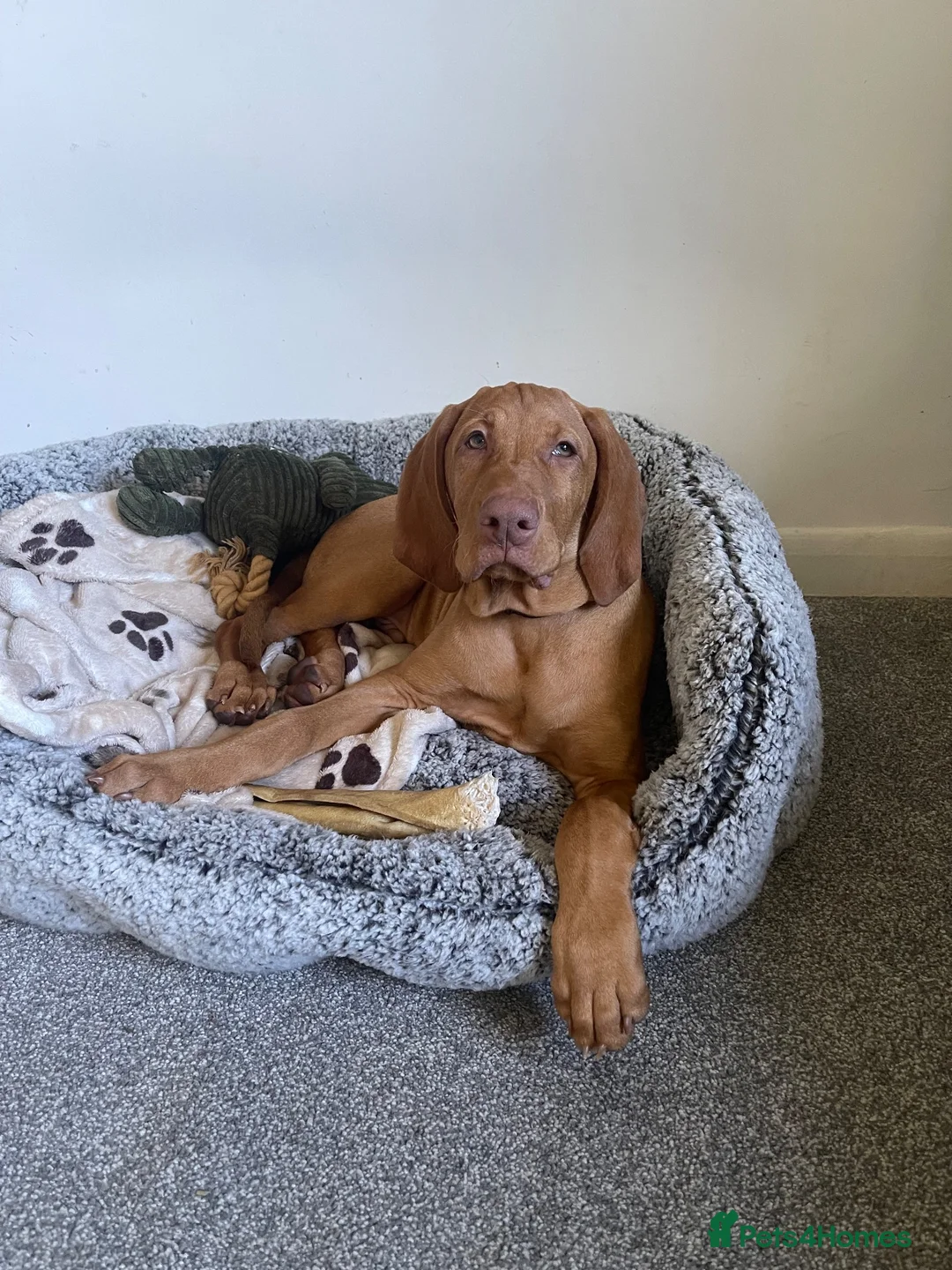 Hungarian Vizsla dogs for sale: Hungarian Vizsla Puppy 14 weeks old  - Advert 1