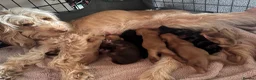 Cockapoo dogs for sale: 7 beautiful cockapoo puppies for sale in Mansfield - Advert 2