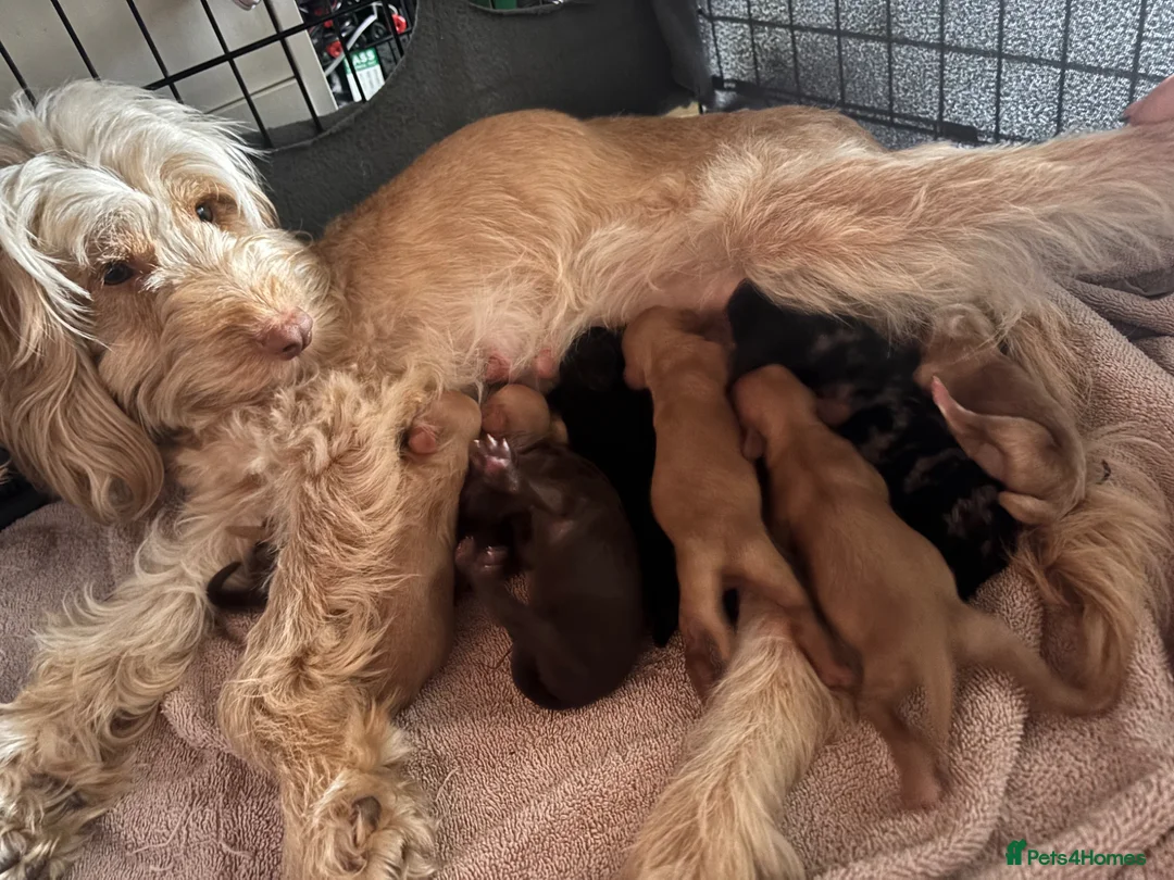 Cockapoo dogs for sale: 7 beautiful cockapoo puppies for sale in Mansfield - Advert 2