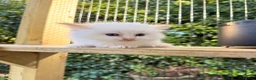 Ragdoll cats for sale: Rare Flame Lynx Ragdoll Kittens excellent Quality  - Advert 4
