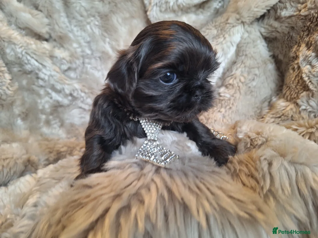Shih Tzu dogs for sale: Beautiful Imperial Shih Tzus  - Advert 10