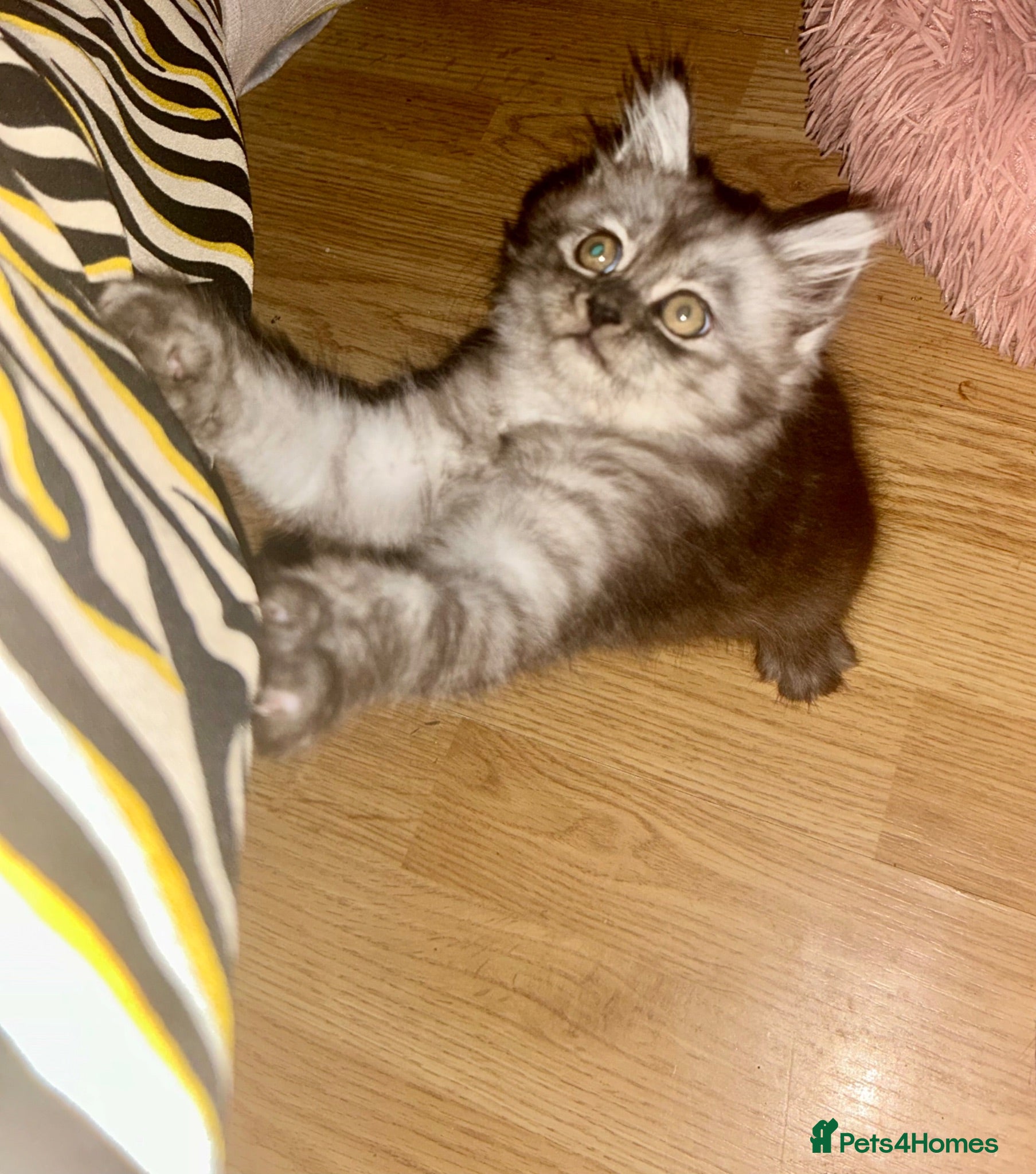 Persian cats JUST 1 CUTE KITTEN left  - Advert 1