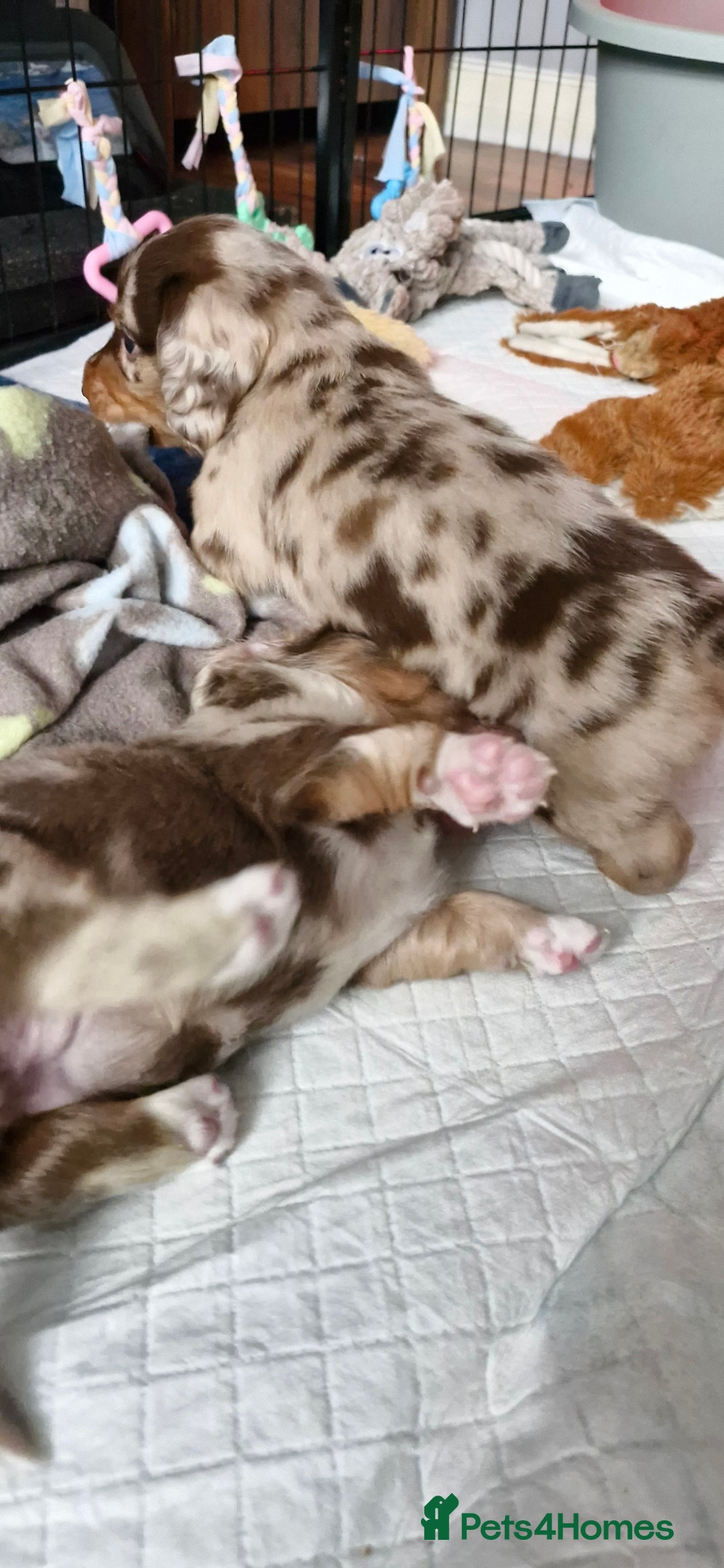 Miniature Dachshund dogs for sale: Longhaired miniature dachshunds  - Image 31