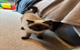Ragdoll cats for sale: Beautiful Ragdoll Ready to Go - Image 4