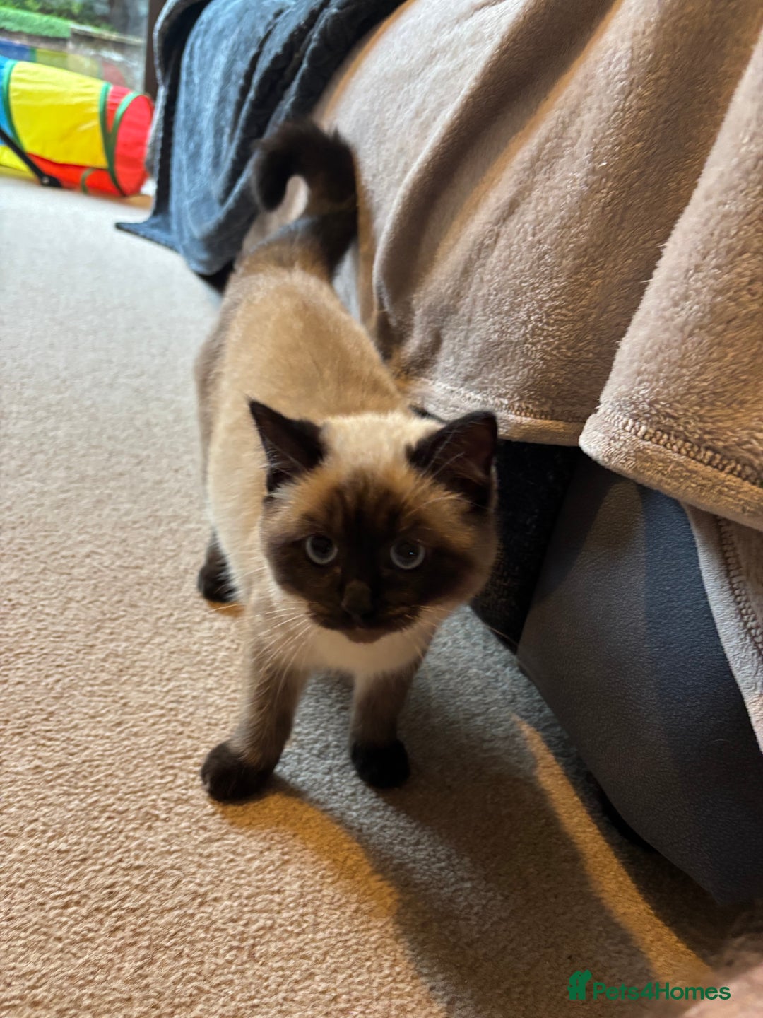 Ragdoll cats for sale: Beautiful Ragdoll Ready to Go - Image 4