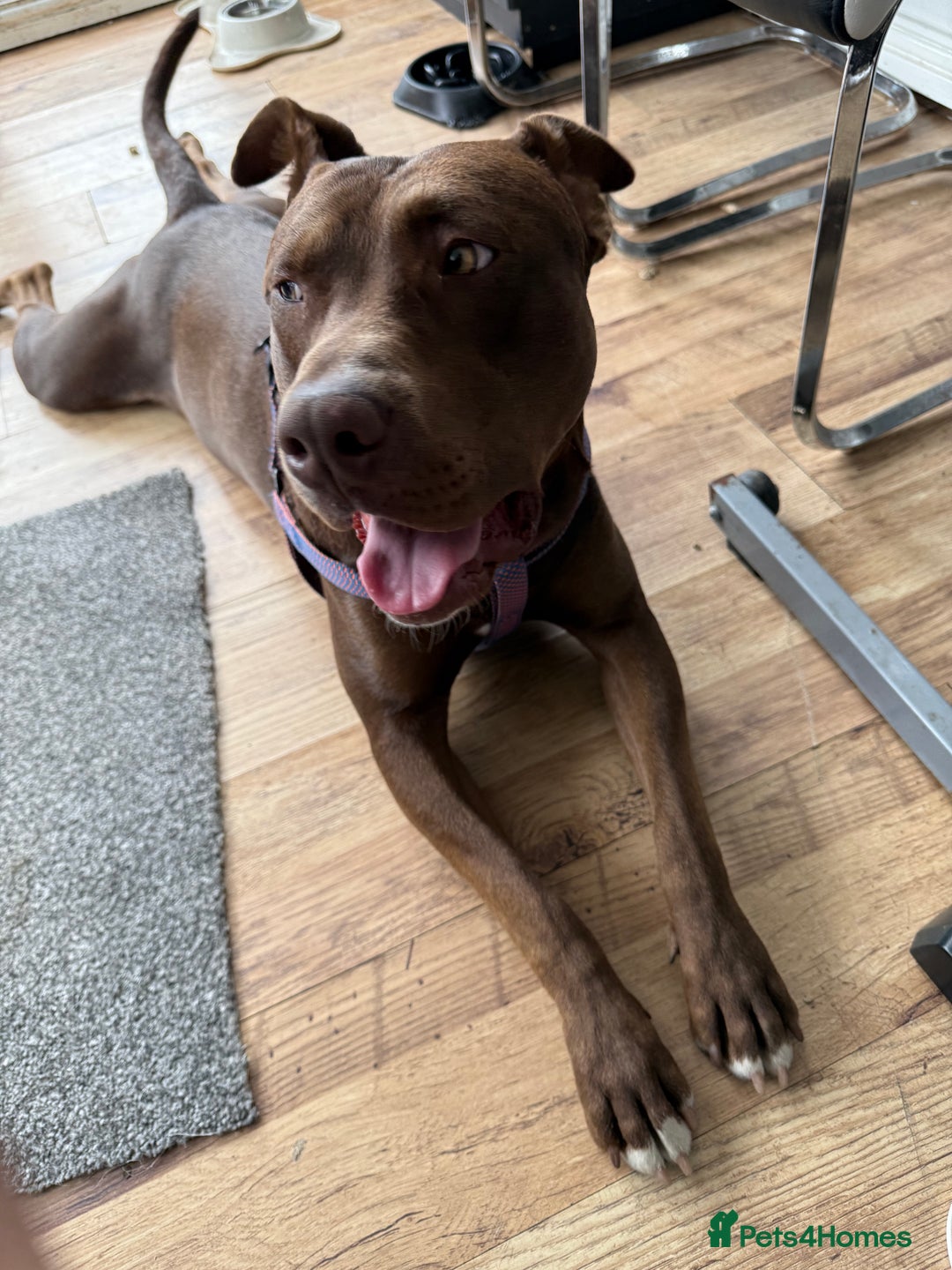 Mixed Breed dogs for sale: Mixed breed labrador/staffy 1 years - Image 3