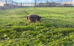 Dachshund dogs for sale: WHD - Wirehaired Dachshund (Teckle) Pups - Image 36