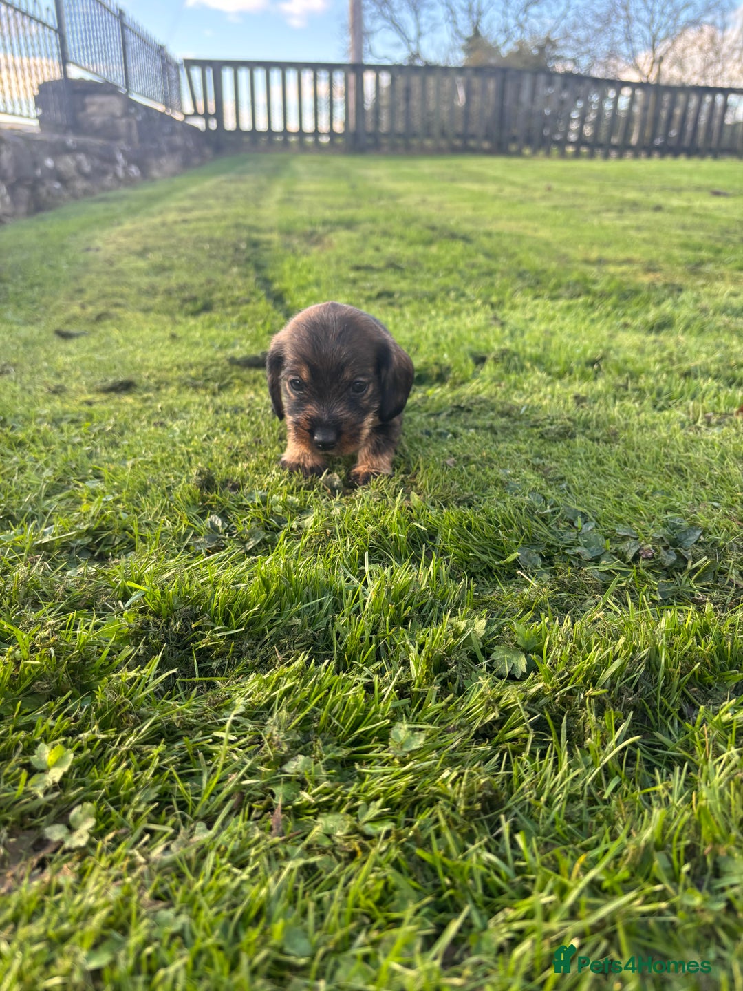 Dachshund dogs for sale: WHD - Wirehaired Dachshund (Teckle) Pups - Image 36