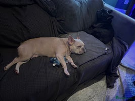 French Bulldog dogs - Advert 11