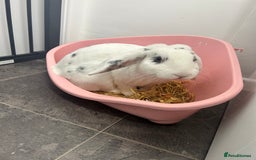 English Lop rabbits for sale: 8 month old male bunny  - Image 1
