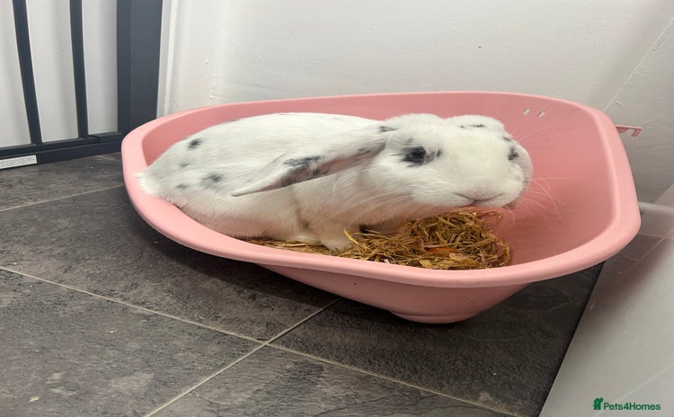 English Lop rabbits - Advert 1