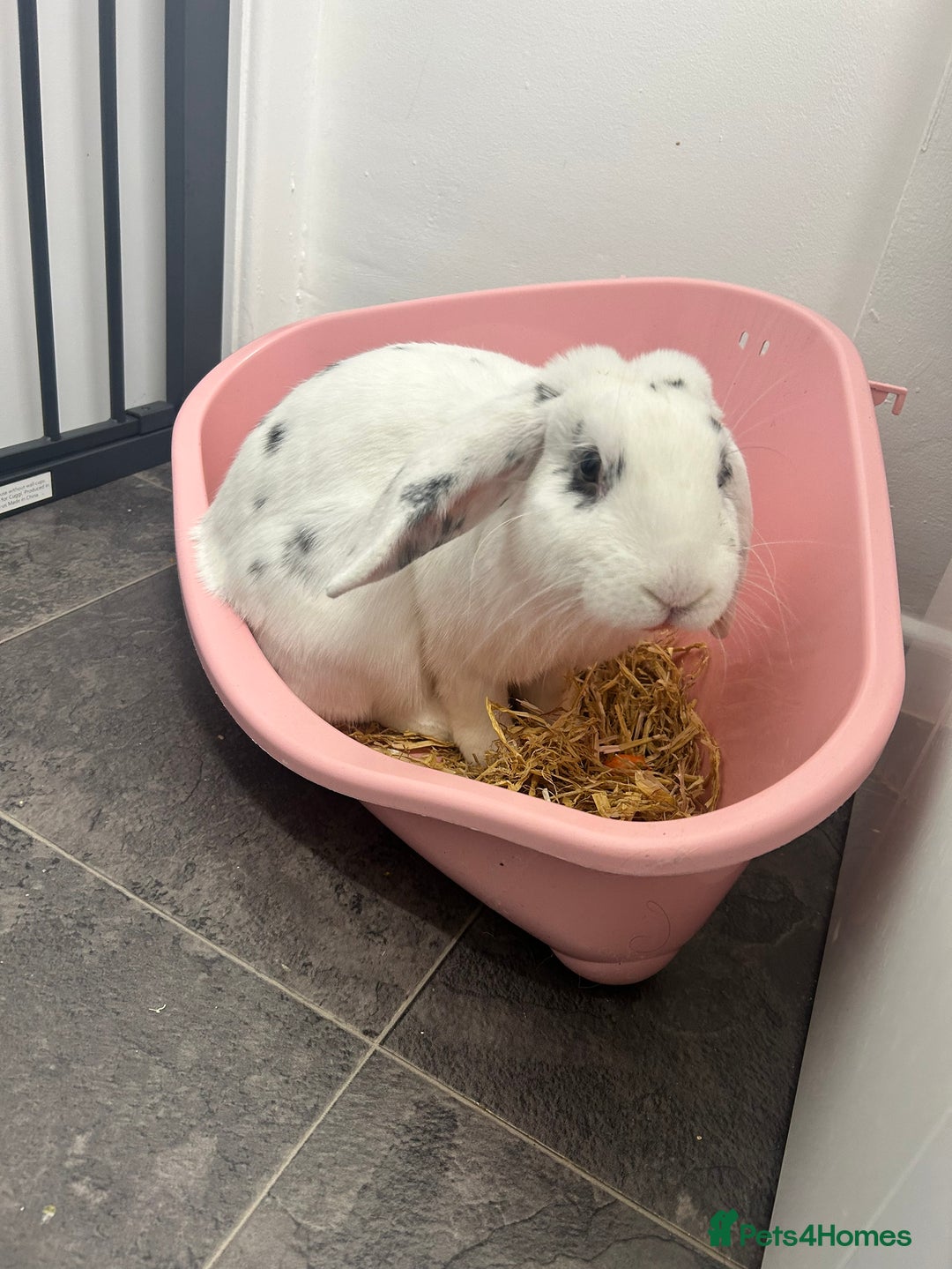 English Lop rabbits for sale: 8 month old male bunny  - Image 1