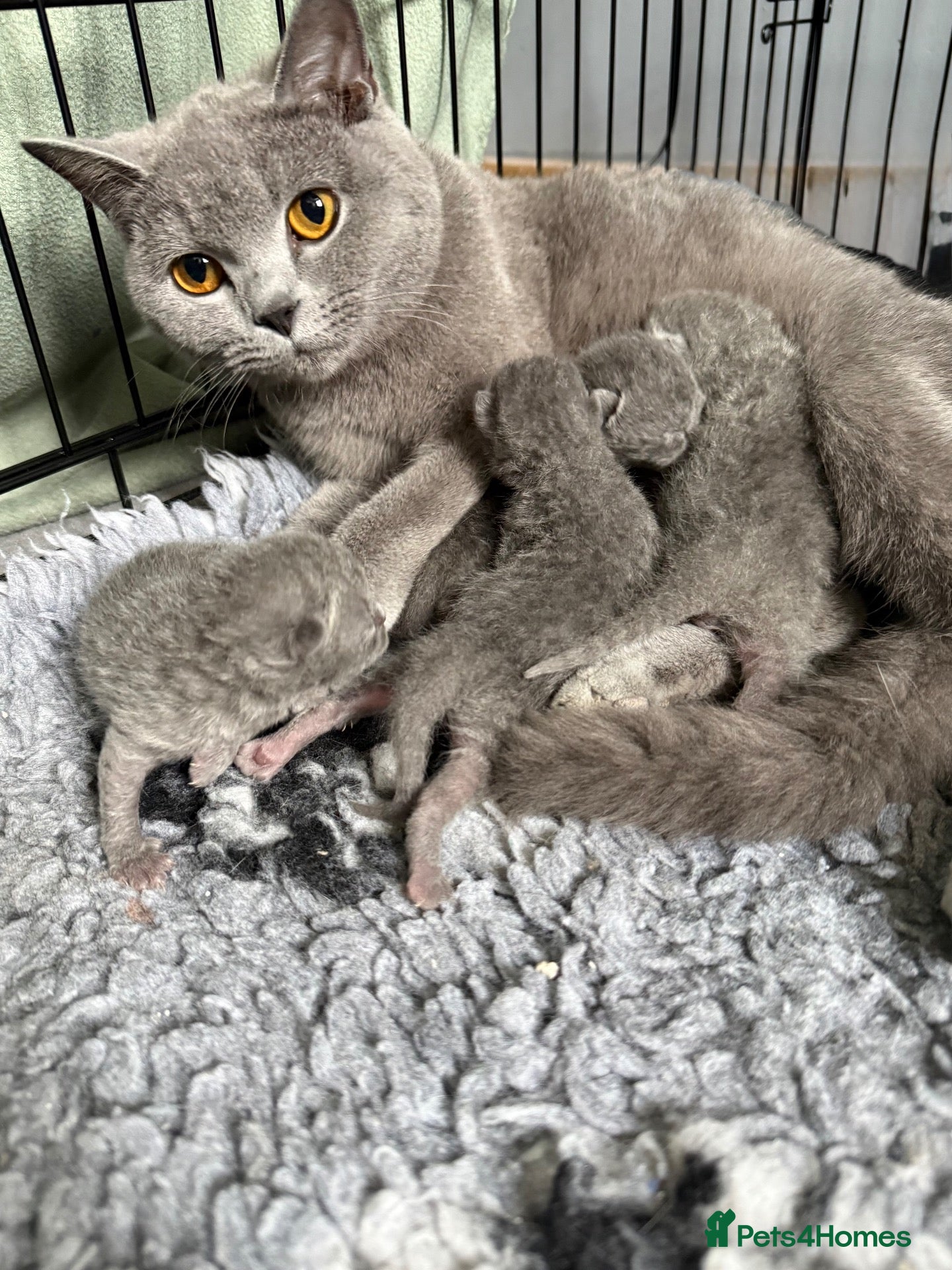 British Shorthair cats Beautiful BSH  - Advert 3
