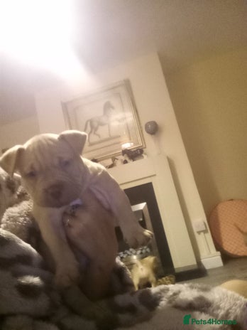 American Bully dogs - Advert 2