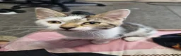 Mixed Breed cats for sale: 3 Kittens Ready to leave in Smethwick - Advert 2