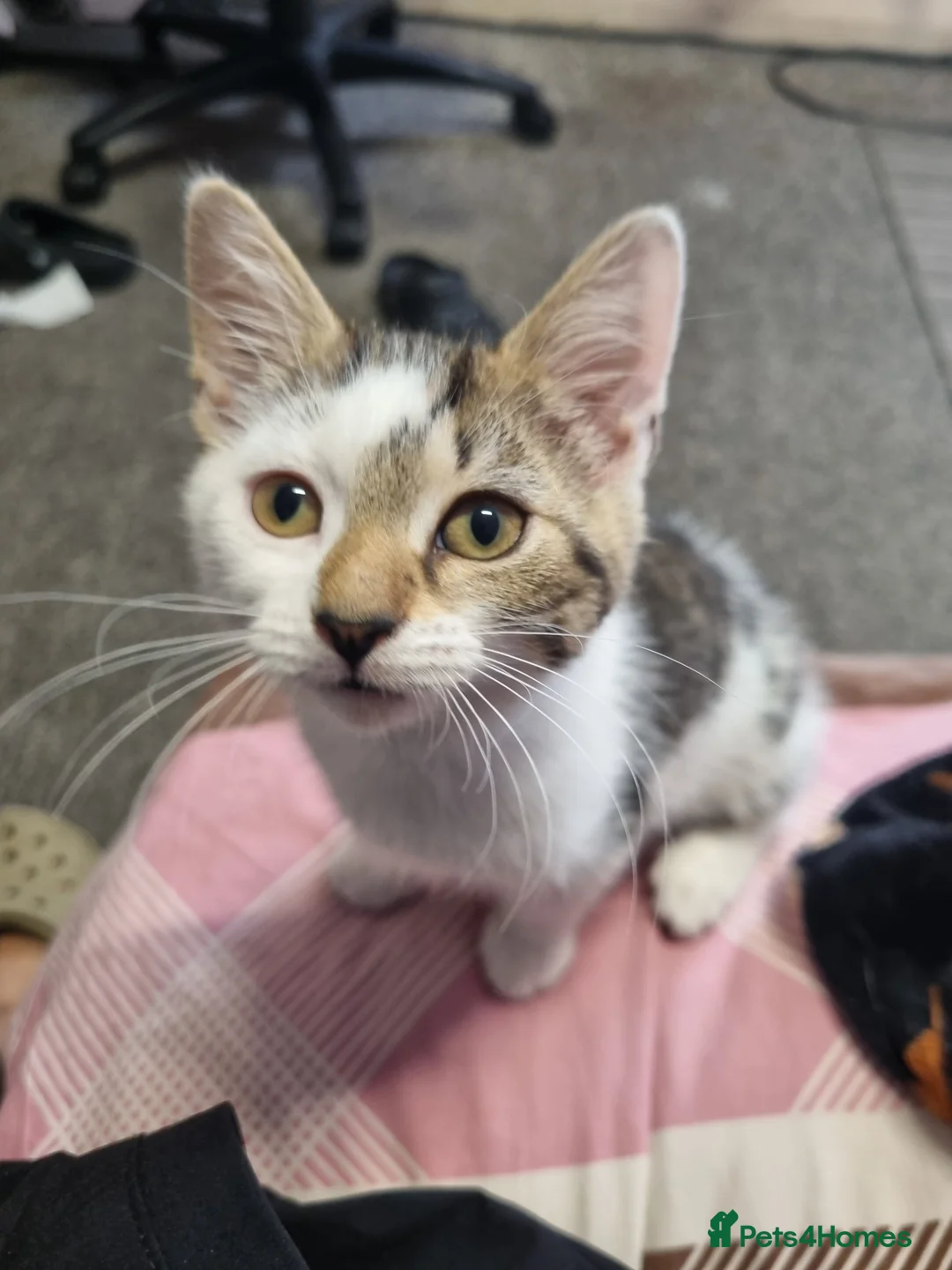 Mixed Breed cats for sale: 3 Kittens Ready to leave in Smethwick - Advert 2