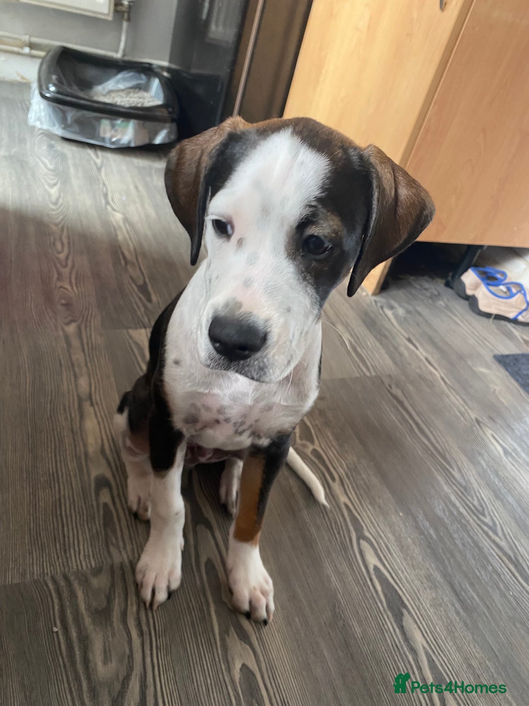 Mixed Breed dogs for sale: Cane corso x cocker spaniel puppy  - Image 3