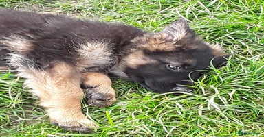 German Shepherd dogs - Advert 7