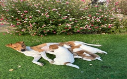 Mixed Breed dogs for sale: Lovely Jack Russel/Plumber puppies - Image 1