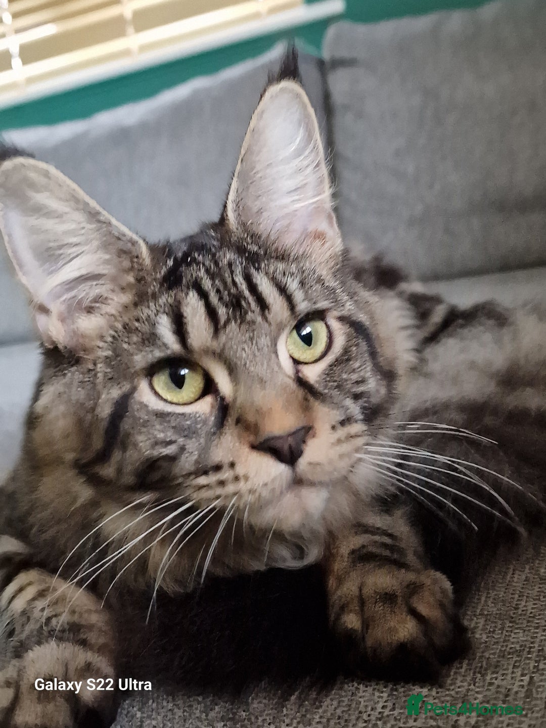 Maine Coon cats for sale: 🍁🍂Good females🏡🎯📣 - Image 14