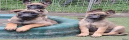 Mixed Breed dogs for sale: Belgian Malinois puppies  in Lincoln - Advert 6