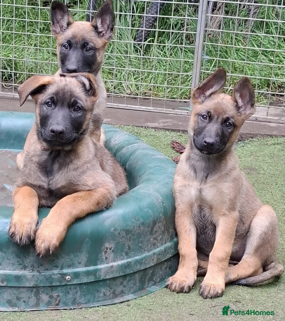 Mixed Breed dogs for sale: Belgian Malinois puppies  in Lincoln - Advert 6