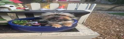 Yorkshire Terrier dogs for sale: Tiny Yorkshire terrier - Advert 2