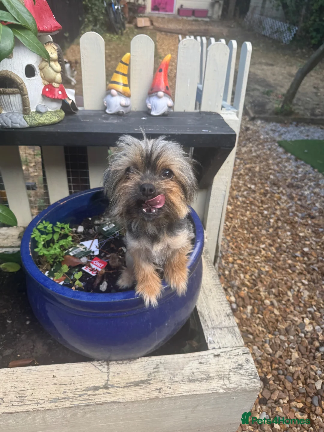 Yorkshire Terrier dogs for sale: Tiny Yorkshire terrier - Advert 2