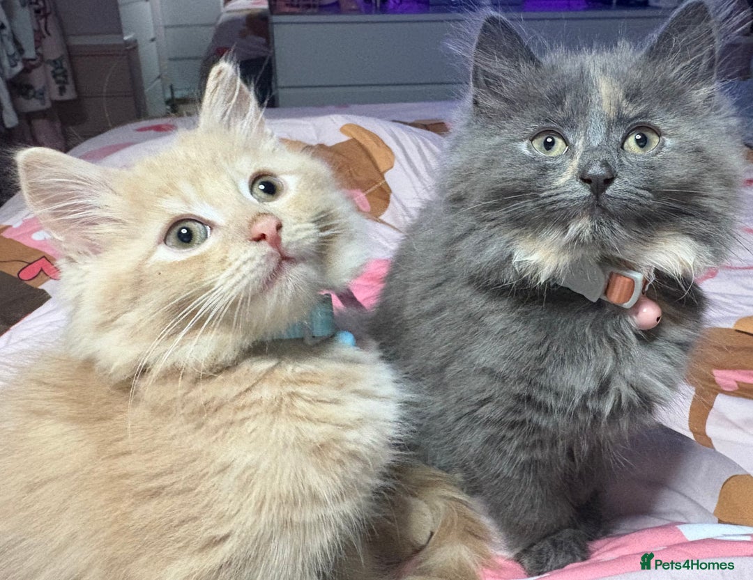 Norwegian Forest Cat cats for sale: Norwegian Forest Cat X Scottish Straight Kittens - Image 9