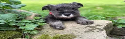 Miniature Schnauzer dogs for sale: Stunning kc reg miniature schnauzers  - Advert 5