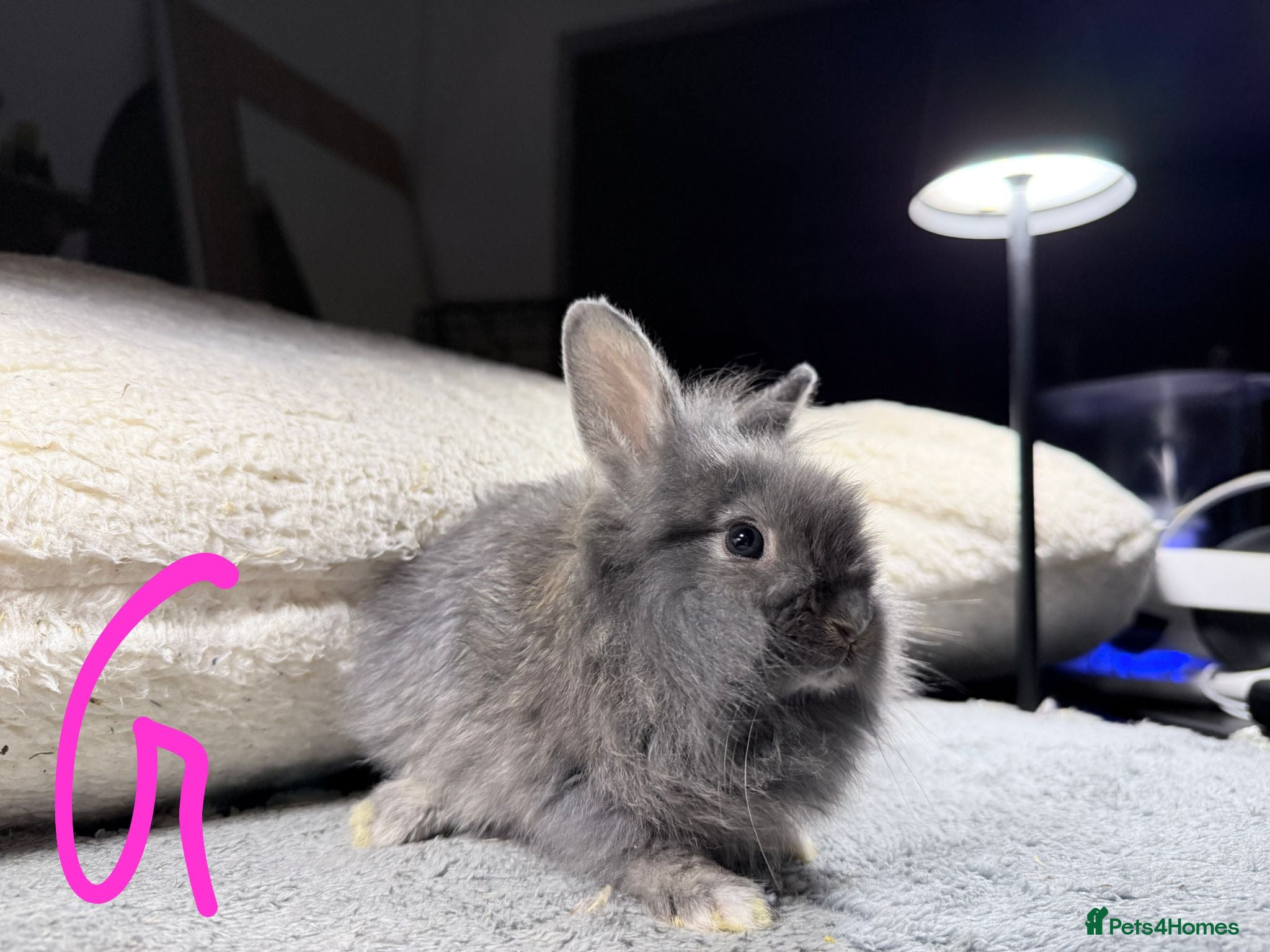 Lionhead rabbits Beautiful LIONHEAD babies *AVAILABLE* - Advert 2