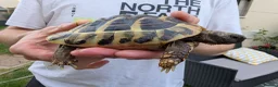 Tortoise reptiles for sale: 2 female tortoises - Advert 2
