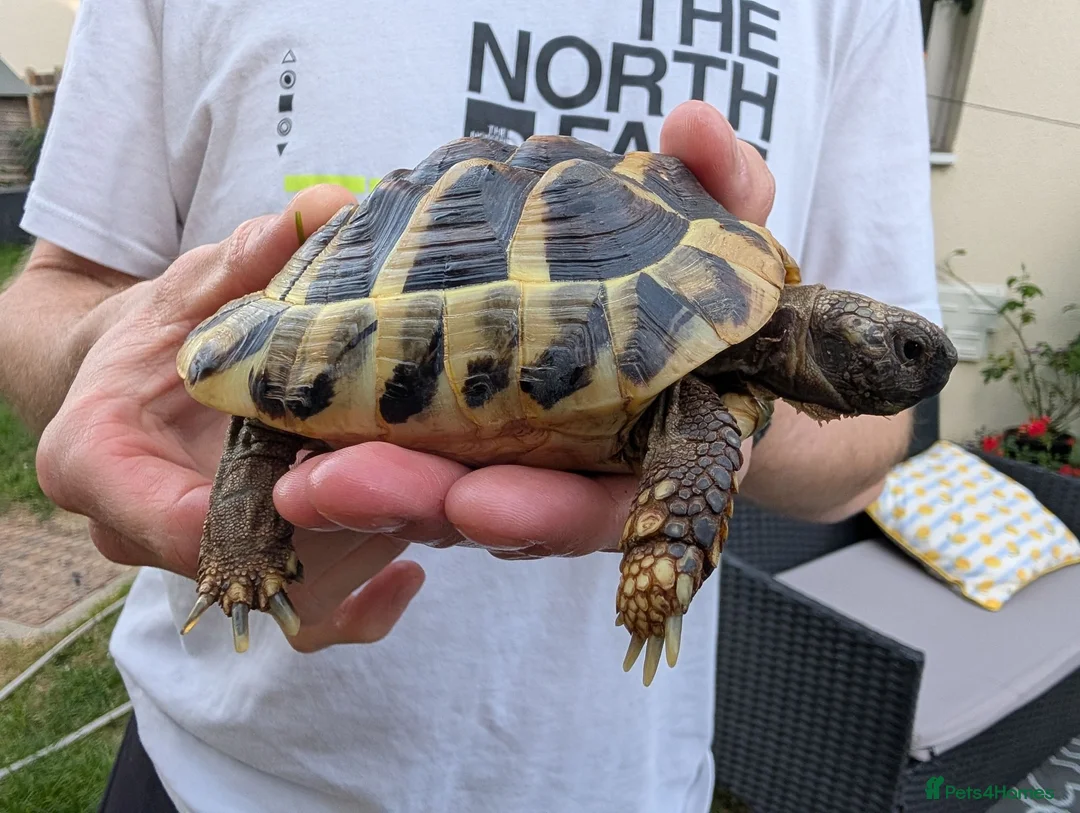 Tortoise reptiles for sale: 2 female tortoises - Advert 2