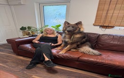 German Shepherd dogs for sale: German Shepherd 1 year old male - Image 5