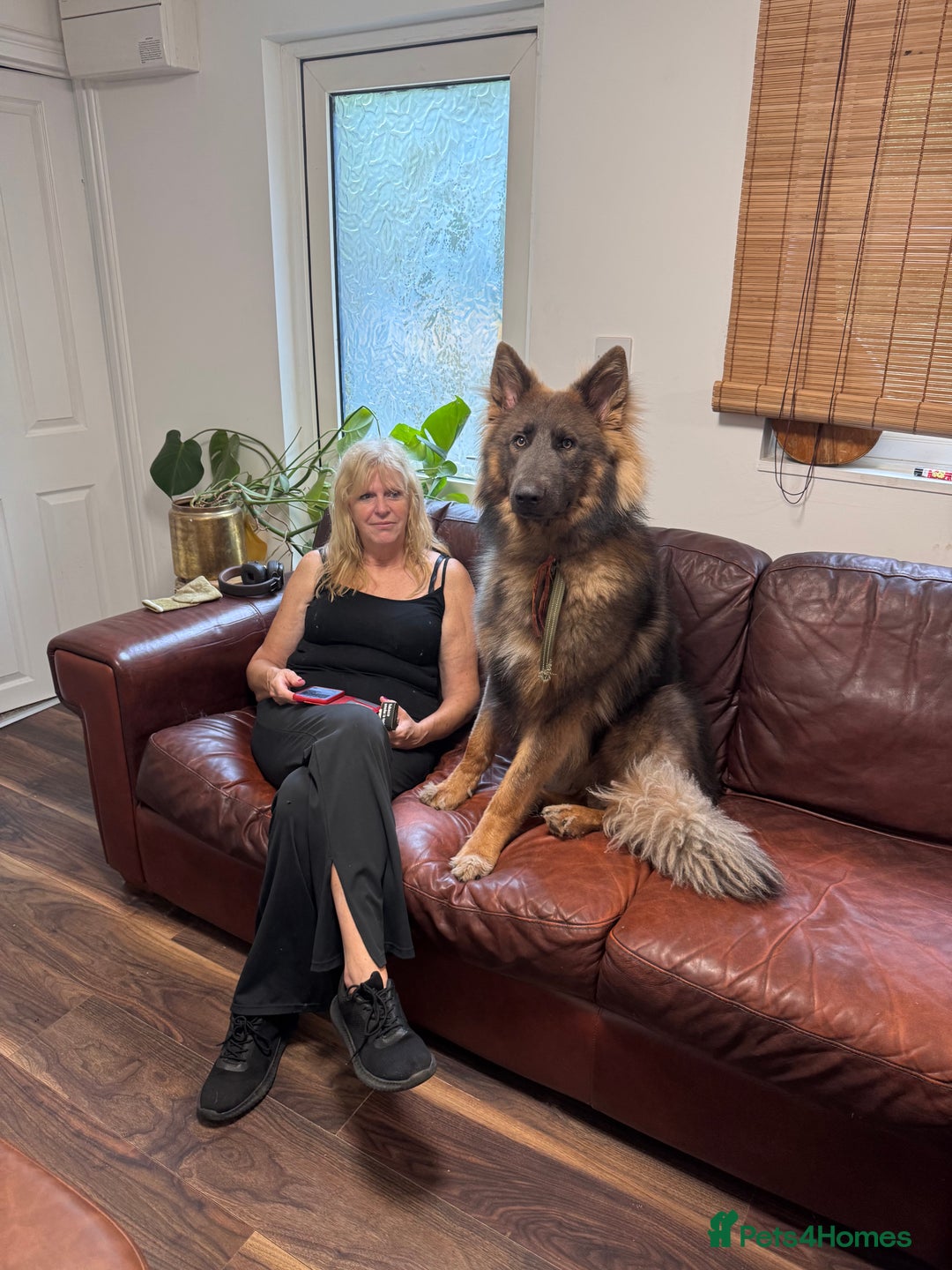 German Shepherd dogs for sale: German Shepherd 1 year old male - Image 5