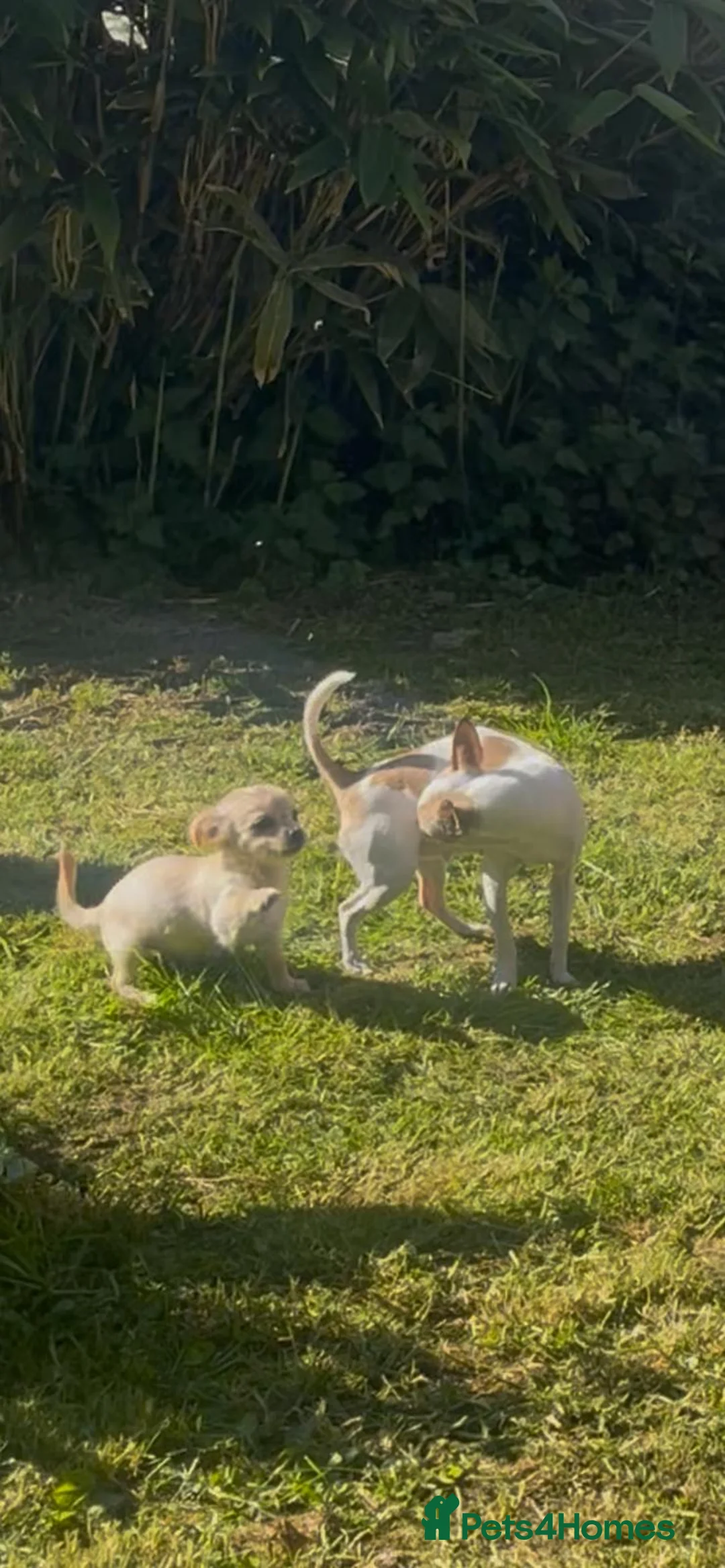 Chihuahua dogs for sale: Beautiful  **  baby looking for forever home  in Birmingham - Advert 2