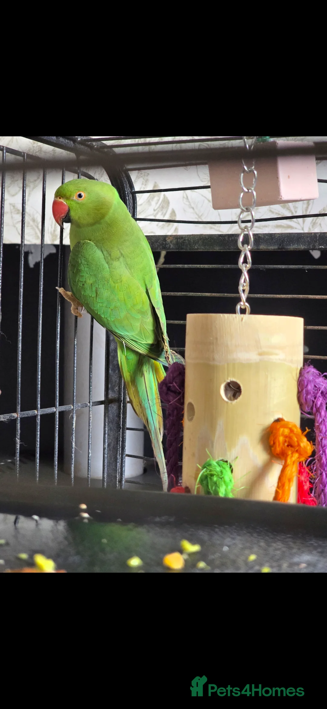 Ringnecks birds for sale: Green Ringneck - Advert 1