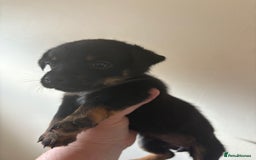 Mixed Breed dogs for sale: Yorkshire terrier x jack Russel *READY NEXT WEEK* - Image 16