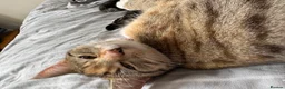 Mixed Breed cats for sale: Binx and Beau  - Advert 9