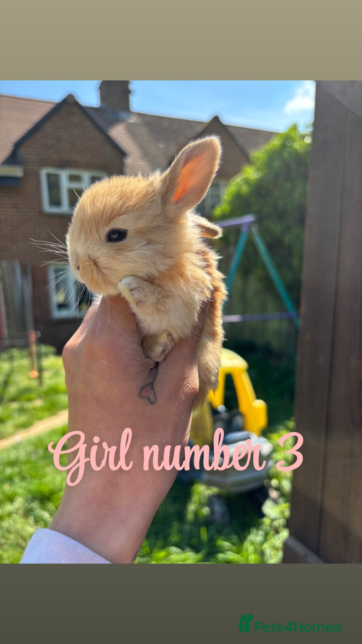 Mini Lop rabbits Mini lop babies - Advert 15