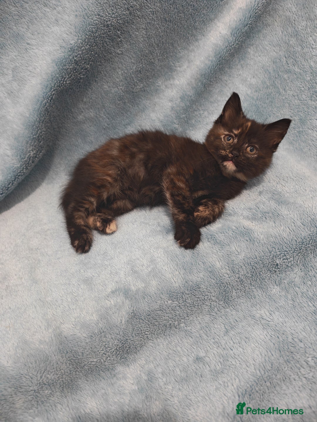 Mixed Breed cats for sale: Beautiful kittes Videos - Advert 16