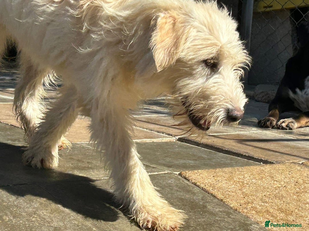 Mixed Breed dogs for adoption: Poppy - Norwich Norfolk  - Image 8
