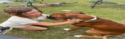 Boxer dogs for sale: Re-home our boxer  - Advert 4