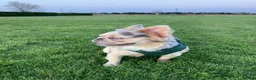 French Bulldog dogs for stud: Merle Fluffy Frenchie Stud - Free Microchipping - Advert 5