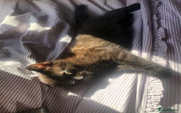 Bombay cats for sale: 🐾🌟tow lovely boys lefted🌟🐾 - Image 8