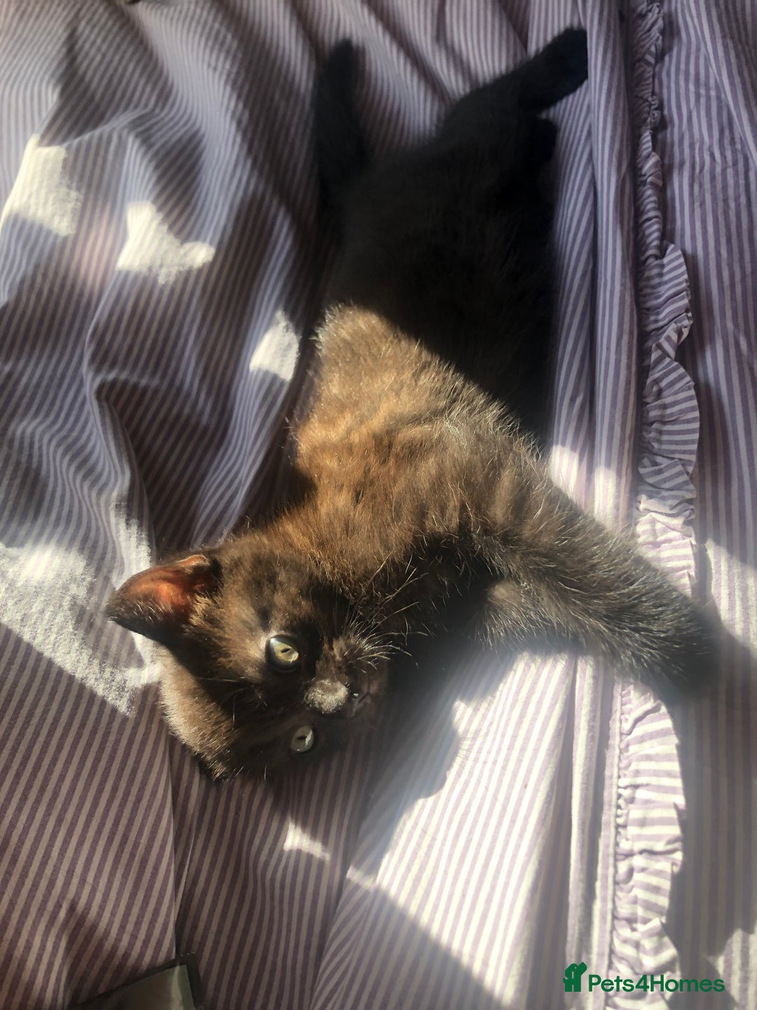 Bombay cats for sale: 🐾🌟tow lovely boys lefted🌟🐾 - Image 8